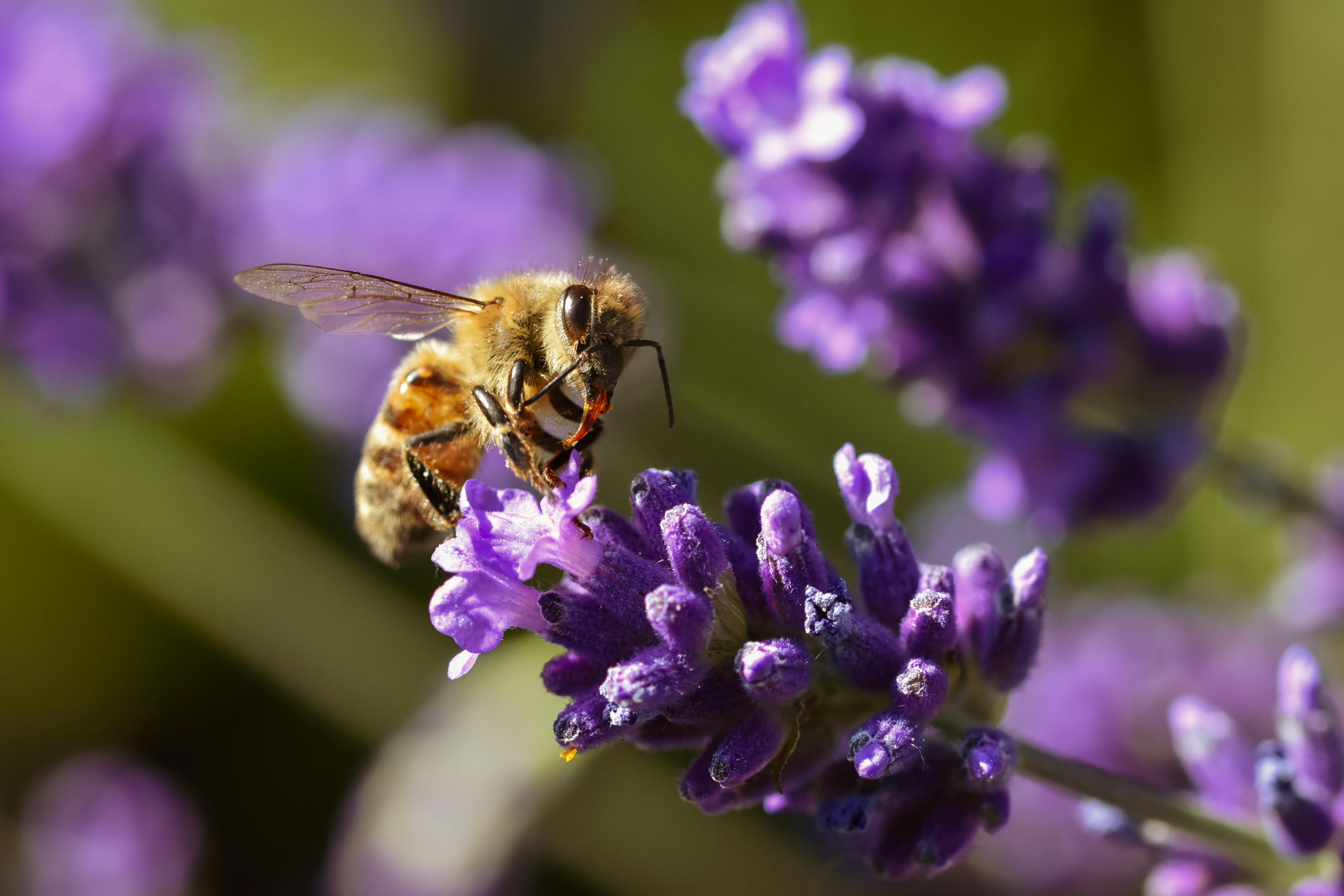 Abeja polinizando flores en un jardín lleno de vida